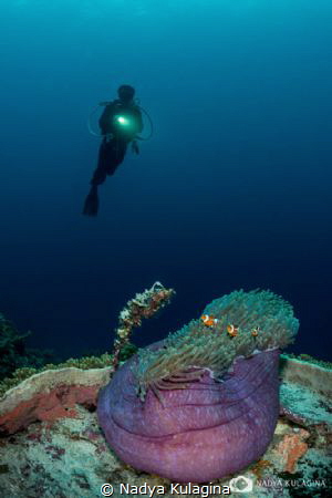 Looking for nemo by Nadya Kulagina 