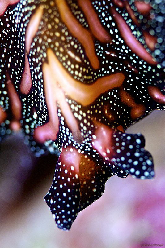 Pseudobiceros bedfordi by Iyad Suleyman 