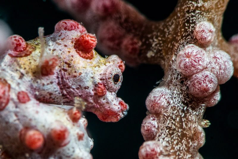 Bargibanti pygm seahorse. Nikon D800, Nikkor 105 micro  p... by Mehmet Salih Bilal 