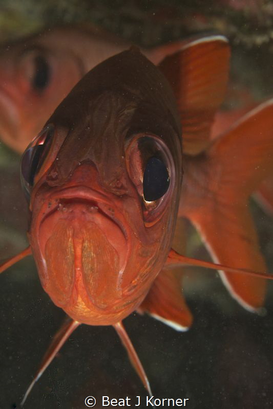 Black bar soldier fish portrait in Maui, Hawaii. by Beat J Korner 