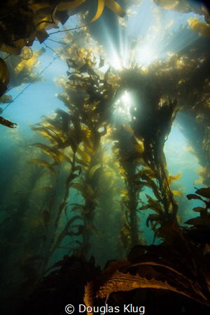 Close and Far.  A view of sunlight cascading through the ... by Douglas Klug 