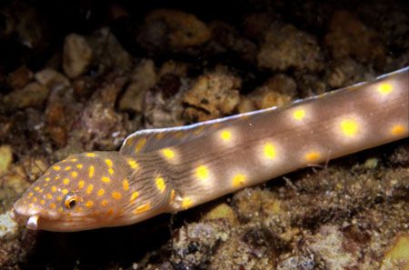 Looking sharp under town pier in Bon Aire. by David Spiel 