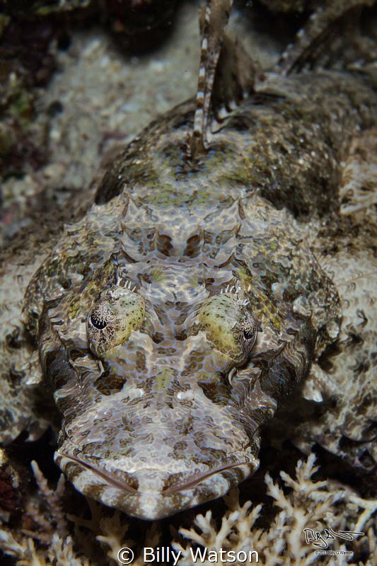 Laying Low - Crocodile Fish by Billy Watson 