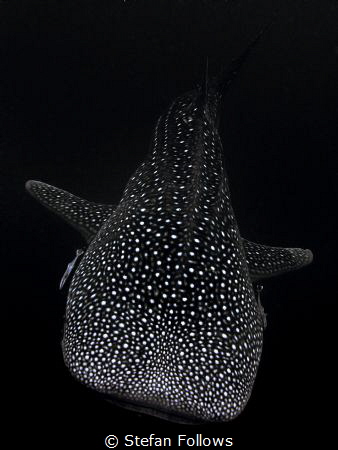 Fly by and Why? Why do Whale Sharks have such an amazing ... by Stefan Follows 