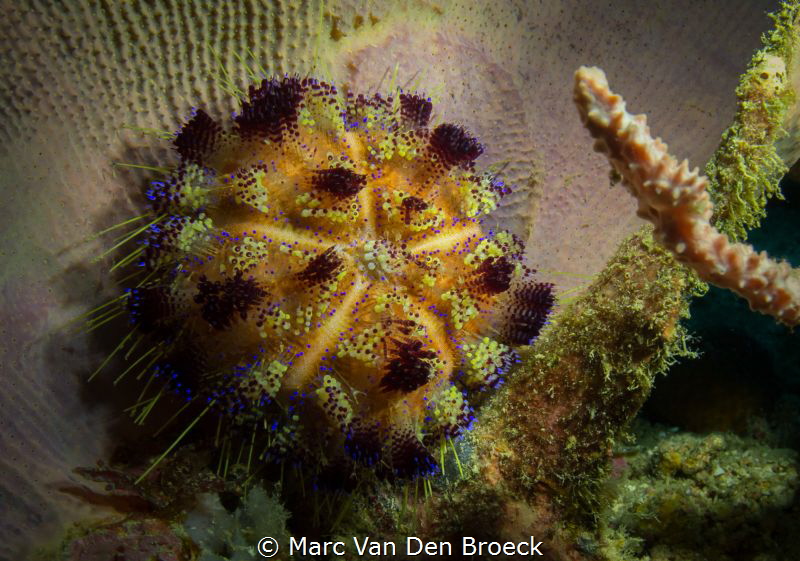 perfect colors by Marc Van Den Broeck 