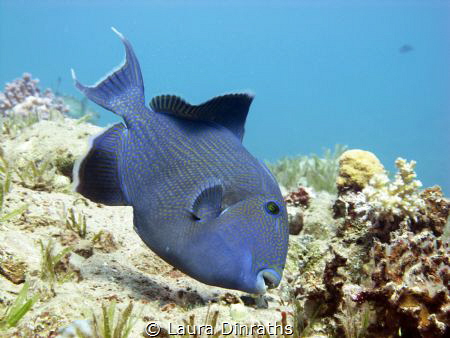 Blue triggerfish picking for food by Laura Dinraths 