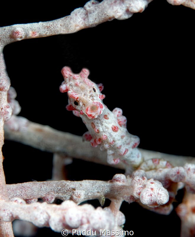 Pigmey sea horse ,gangga island,nikon d800e,105 micro by Puddu Massimo 
