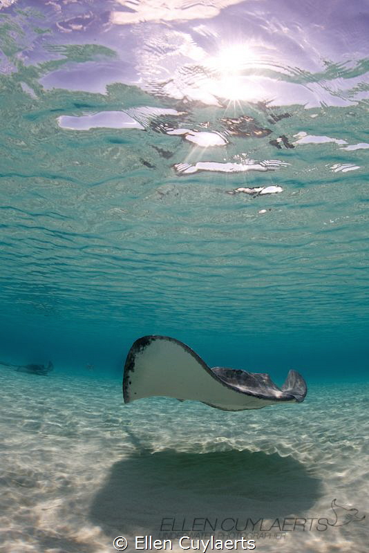 Stingray at dawn by Ellen Cuylaerts 