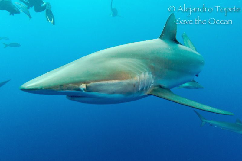 Silky Shark close, Gardens of the Queen Cuba by Alejandro Topete 