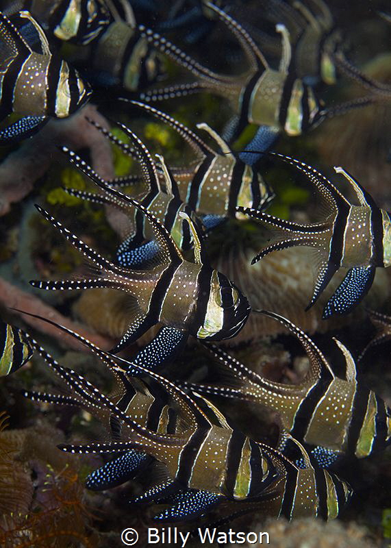 Banggi Cardinal Fish by Billy Watson 