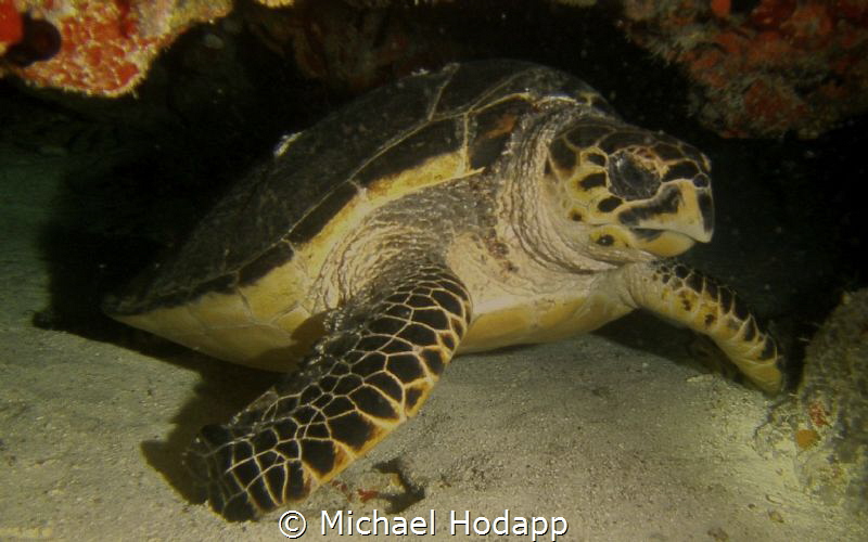 Taken during night dive in the British Virgin Islands by Michael Hodapp 
