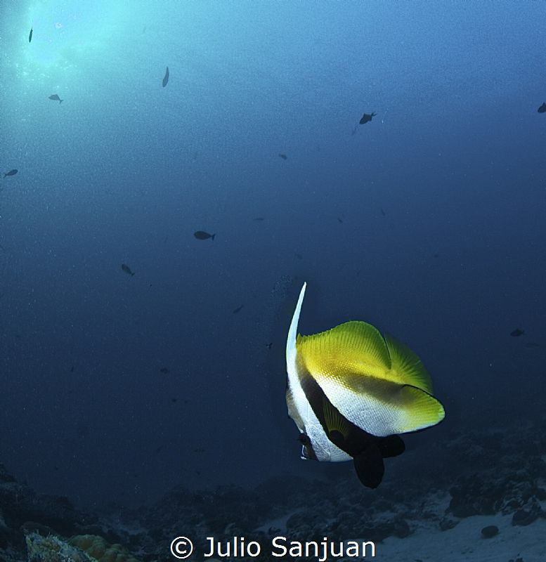 Angelfish by Julio Sanjuan 