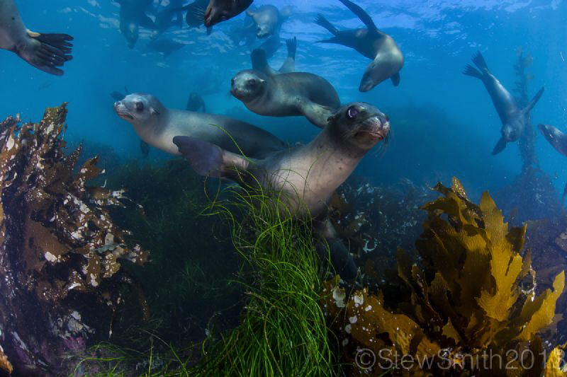 Sea Lions playing by Stew Smith 