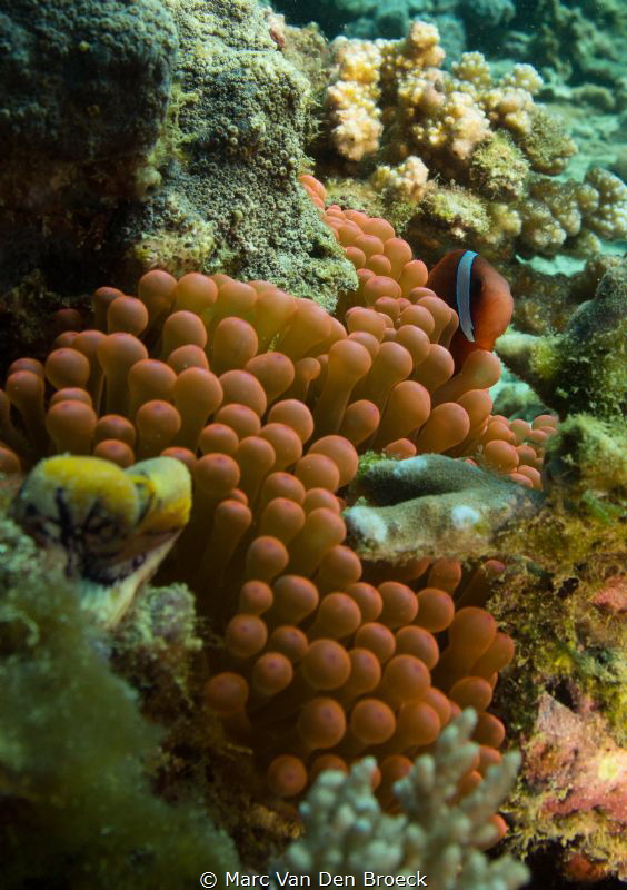 clown fish tops by Marc Van Den Broeck 