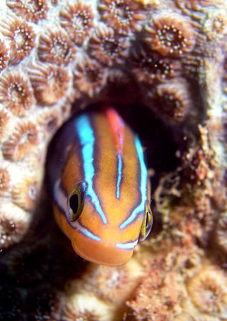 A friendly bleny, found at Banaken, Bali last year. by Grahame Massicks 