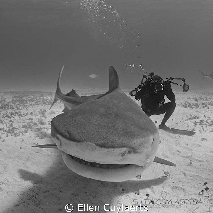 Tiger shark photography :-) by Ellen Cuylaerts 