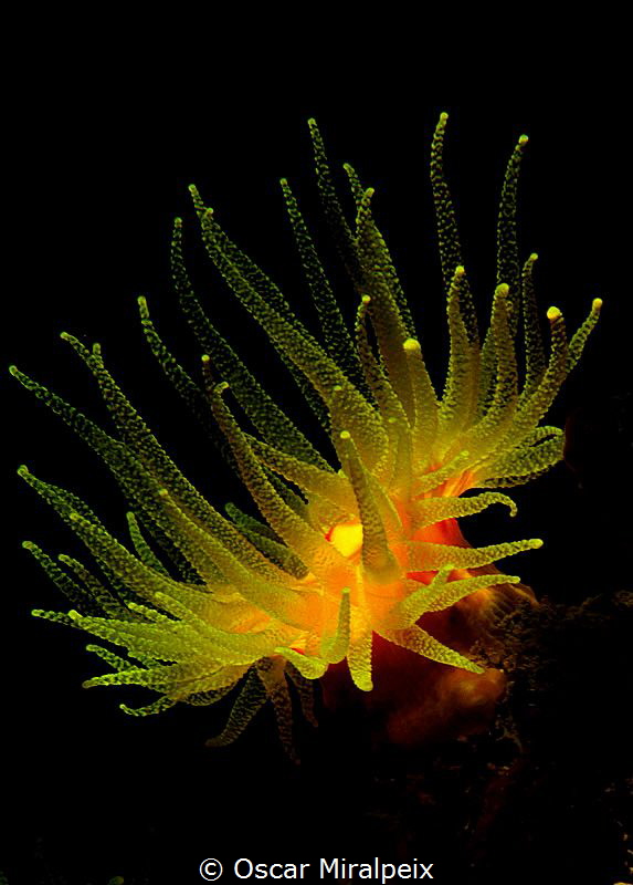 mediterranean flame by Oscar Miralpeix 
