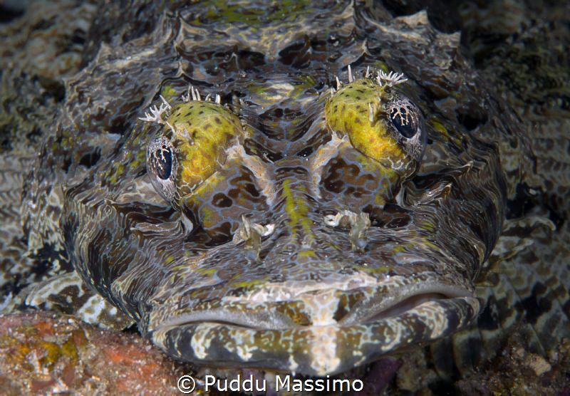 gangga island nikon d800e 105 micro by Puddu Massimo 
