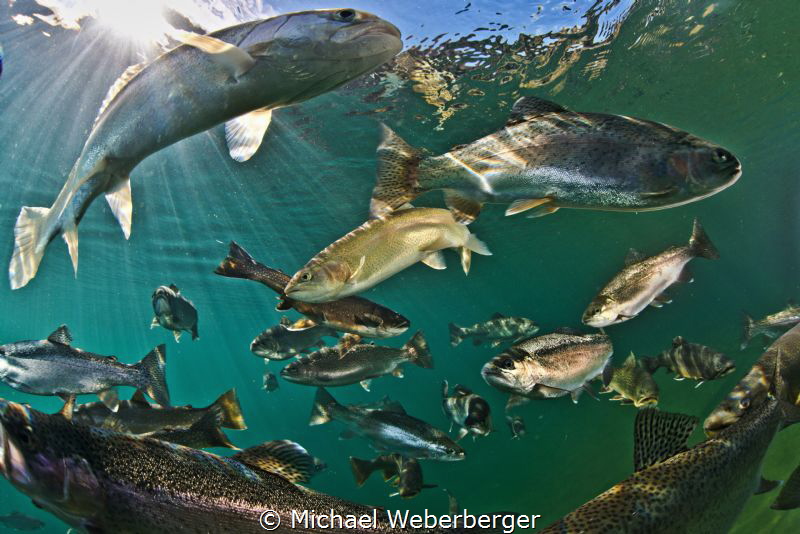 Fish Soup ,at a Mountian lake in 'Austria by Michael Weberberger 