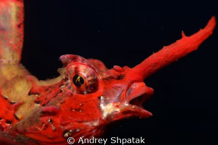 Rudnaya Bay. Barbed huchback poacher-small fish living on... by Andrey Shpatak 
