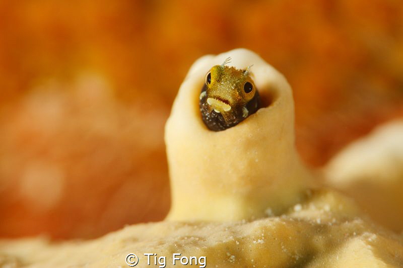 Secretary Blenny near Captain Don's Habitat by Tig Fong 