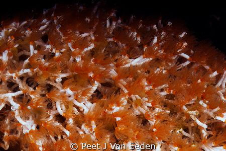 Spiral fanworms by Peet J Van Eeden 