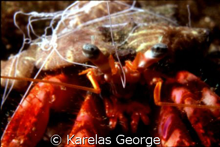 crab,Peloponnese,Greece,Nikonos V macro1:3 by KARELAS GEORGE 
