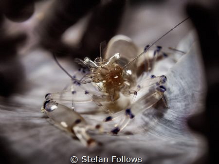 Little Fluffy Clouds. Clown Anemone Shrimp - Periclimenes... by Stefan Follows 