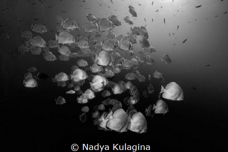 Silvery sides... by Nadya Kulagina 