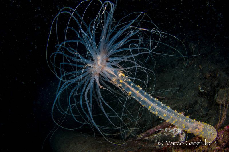 Alicia mirabilis by Marco Gargiulo 