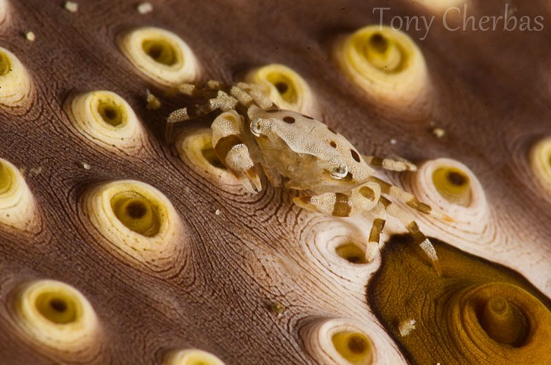 Bum Bum Crab 2 by Tony Cherbas 