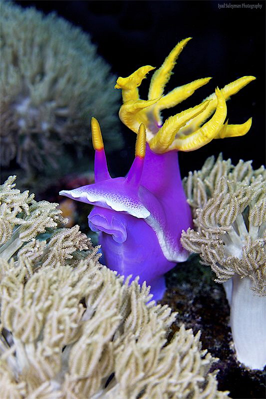 Nudi in his kingdom by Iyad Suleyman 
