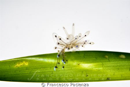 [:b:]Tiny Janolus[:/b:] - Juvenile status; less than 1 cm. by Francesco Pacienza 