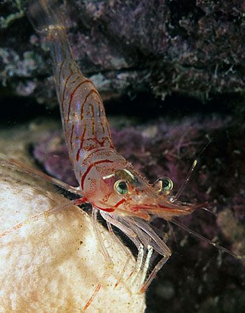 Northern prawn.
Farne Islands.
F90X, 60mm. by Mark Thomas 