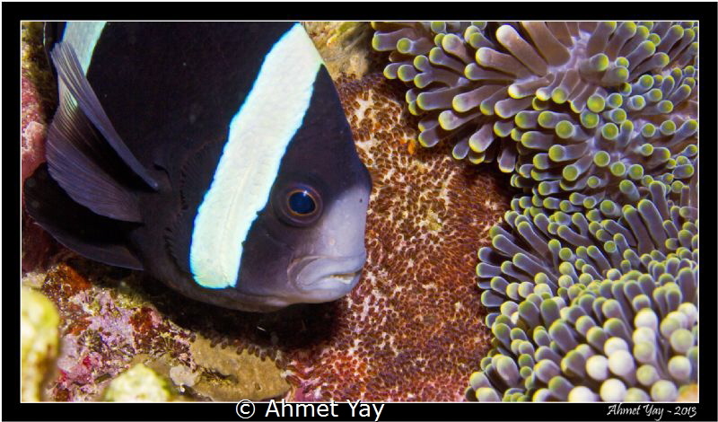 Anemone, anemone fish and her babies... by Ahmet Yay 