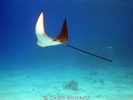 "FLYING AWAY"
Aetobatus narinari by Cinzia Bismarck 