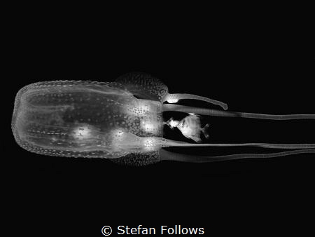 Ship in the night. Box Jellyfish - Tamoya haplonema. Samr... by Stefan Follows 