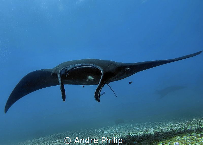 Black Manta on cleaning station at "Airstrip" in Komodo
... by Andre Philip 