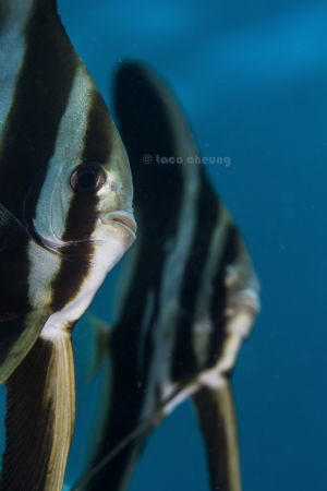 Batfish by Taco Cheung 
