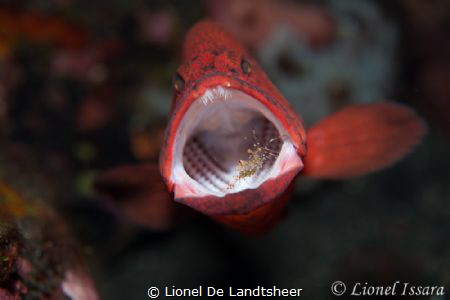 Cleaning Station Tulamben, Coral Garden, Nikon D800 Seaca... by Lionel De Landtsheer 