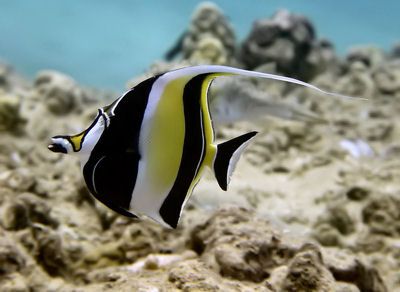 Moorish Idol...Generally a rather bashful fellow. by Glenn Poulain 