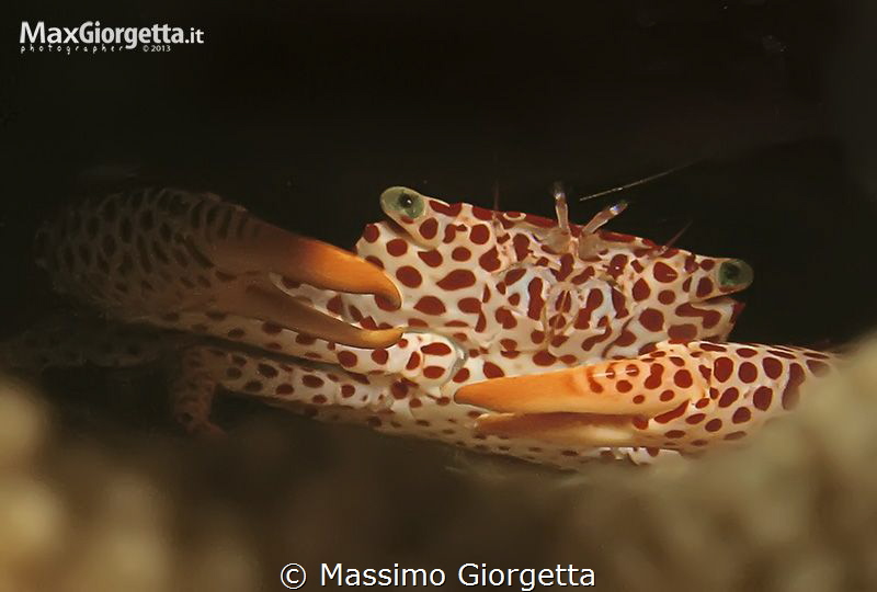 the crab clown by Massimo Giorgetta 