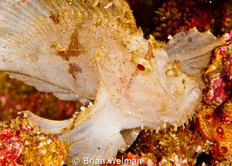 White Leaf Fish by Brian Welman 