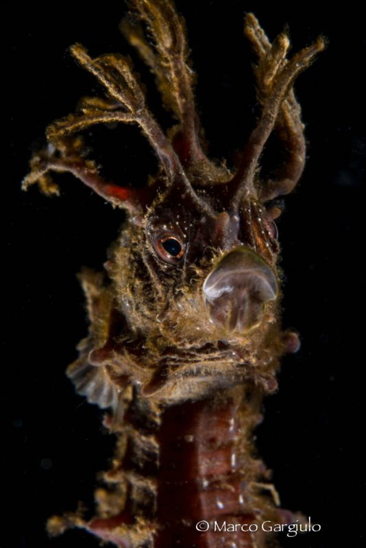 Hyppocampus, subsee +10 & Micro Nikkor 60 mm by Marco Gargiulo 