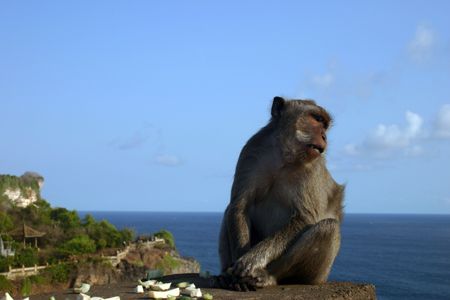 On the way to the reefs of Wakatobi, I met this fellow wh... by Michael Canzoniero 
