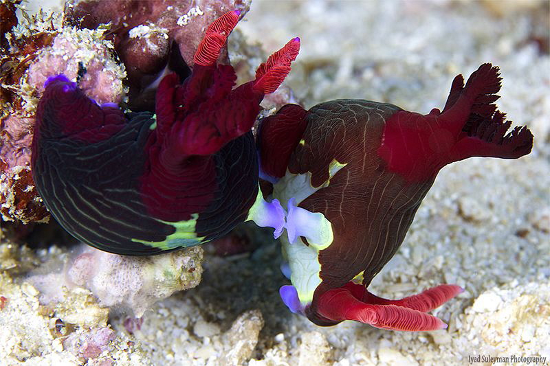 Ndibranch Mating by Iyad Suleyman 