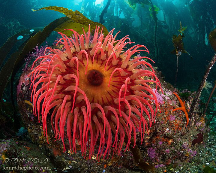 Colors of Sekiu
Sekiu, WA, U.S.A. by Tom Radio 