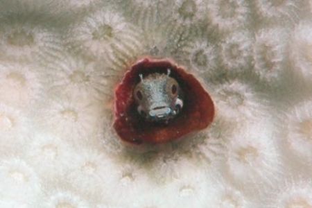 Blenny in bleached out coral in BVI. 2005. Nikon D70, mac... by Tom Blackburn 
