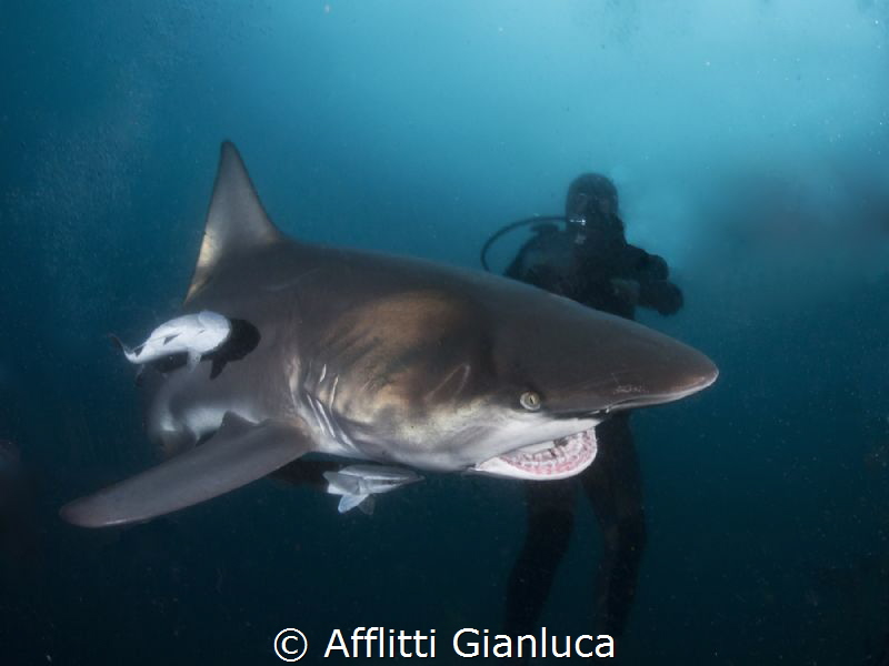 shark 1 by Afflitti Gianluca 