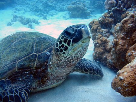 Turtle poses for the camera. Maui, Hawaii. by Lisa Lappe 